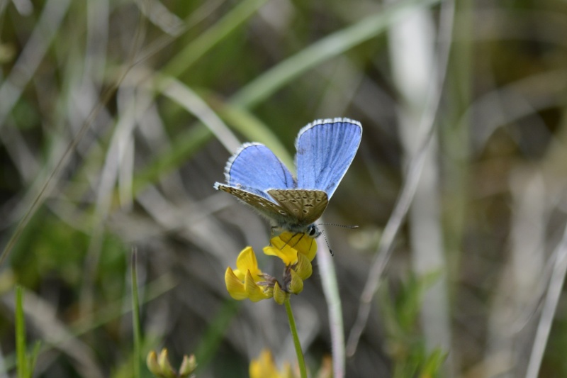 [Polyommatus (Lysandra) bellargus] Petit Papillon bleu Polyom10