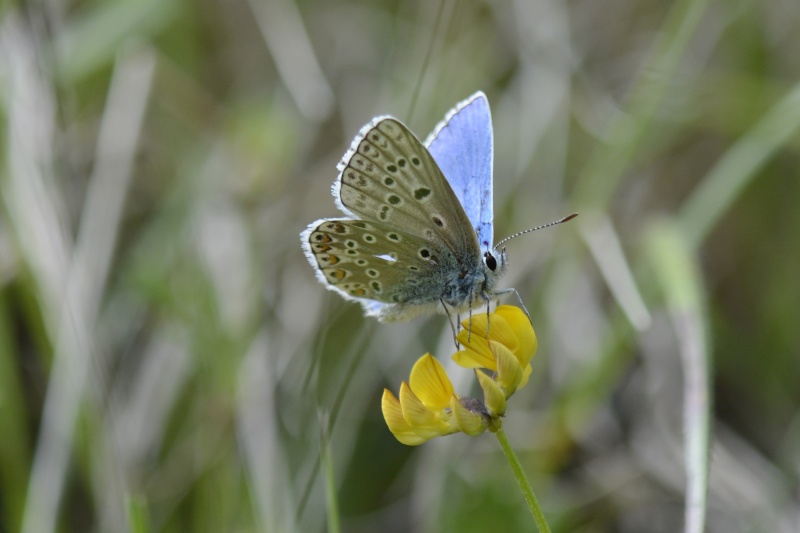 [Polyommatus (Lysandra) bellargus] Petit Papillon bleu Polyom11