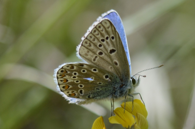 [Polyommatus (Lysandra) bellargus] Petit Papillon bleu Polyom12