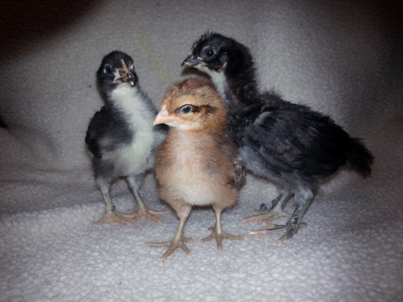 Questions about new chicks Chicks10