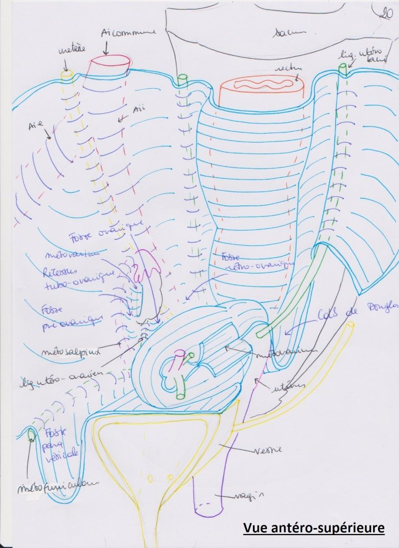 Périnée : fascia du diphragme uro-génital, fascia "pelvien profond/superficiel" 2010