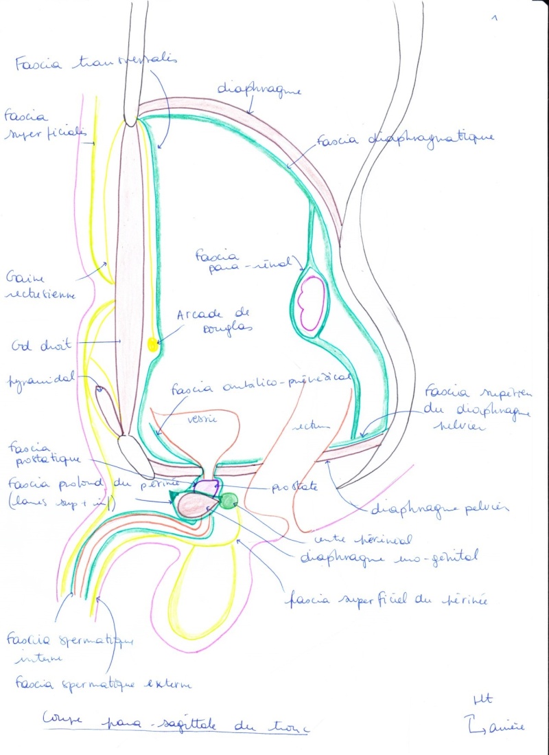 Périnée : fascia du diphragme uro-génital, fascia "pelvien profond/superficiel" Fascia12