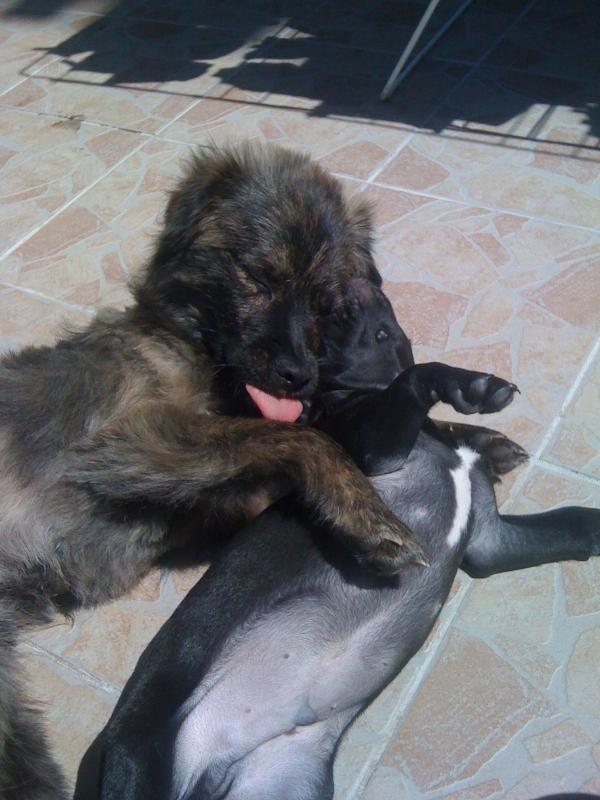 HARLEY (ex CUPIDON) - chiot mâle croisé taille petite à moyenne né env août 2014 (CARMINA) - adoptée par Virginie (dpt 83) - Page 5 Img_0313
