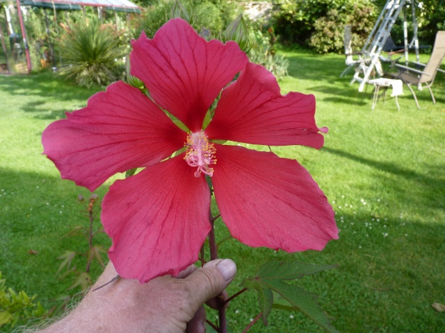 hibiscus - Hibiscus des marais rustiques - sujet général - Page 4 P1020410