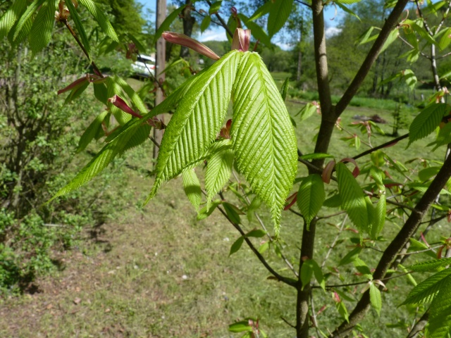 Acer carpinifolium [devinette] P1020917