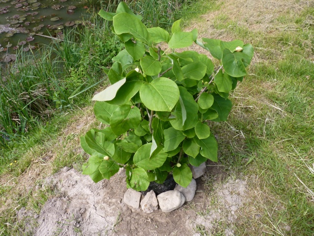 Magnolia sieboldii 'Colossus' P1020921