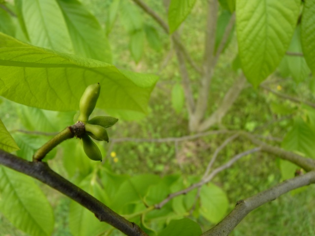 Asimina triloba - asiminier, pawpaw P1030214