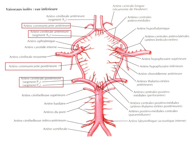 Polygone de willis Fig13310