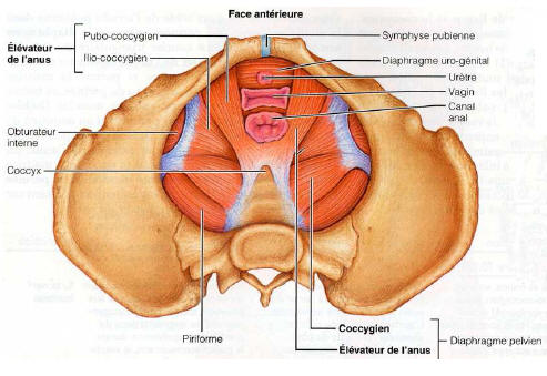 Situation pubo-coccygien/ilio-coccygien Memoir10