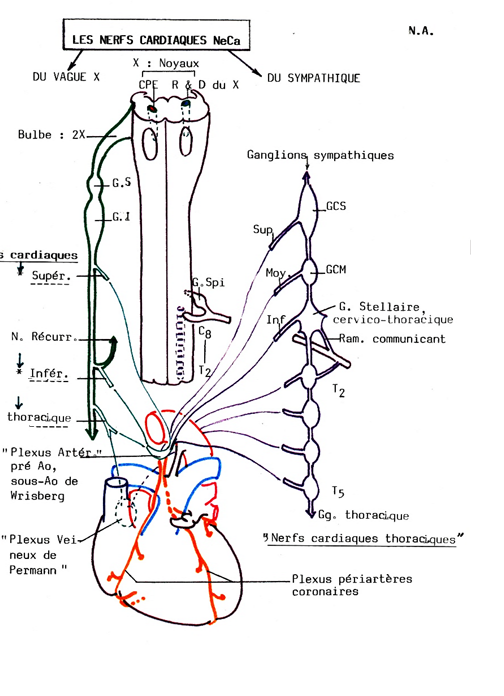 innervation coeur - noeuds Sans_t10