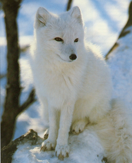 le journal de J'Yuki, spitz japonais de son état - Page 3 Renard10