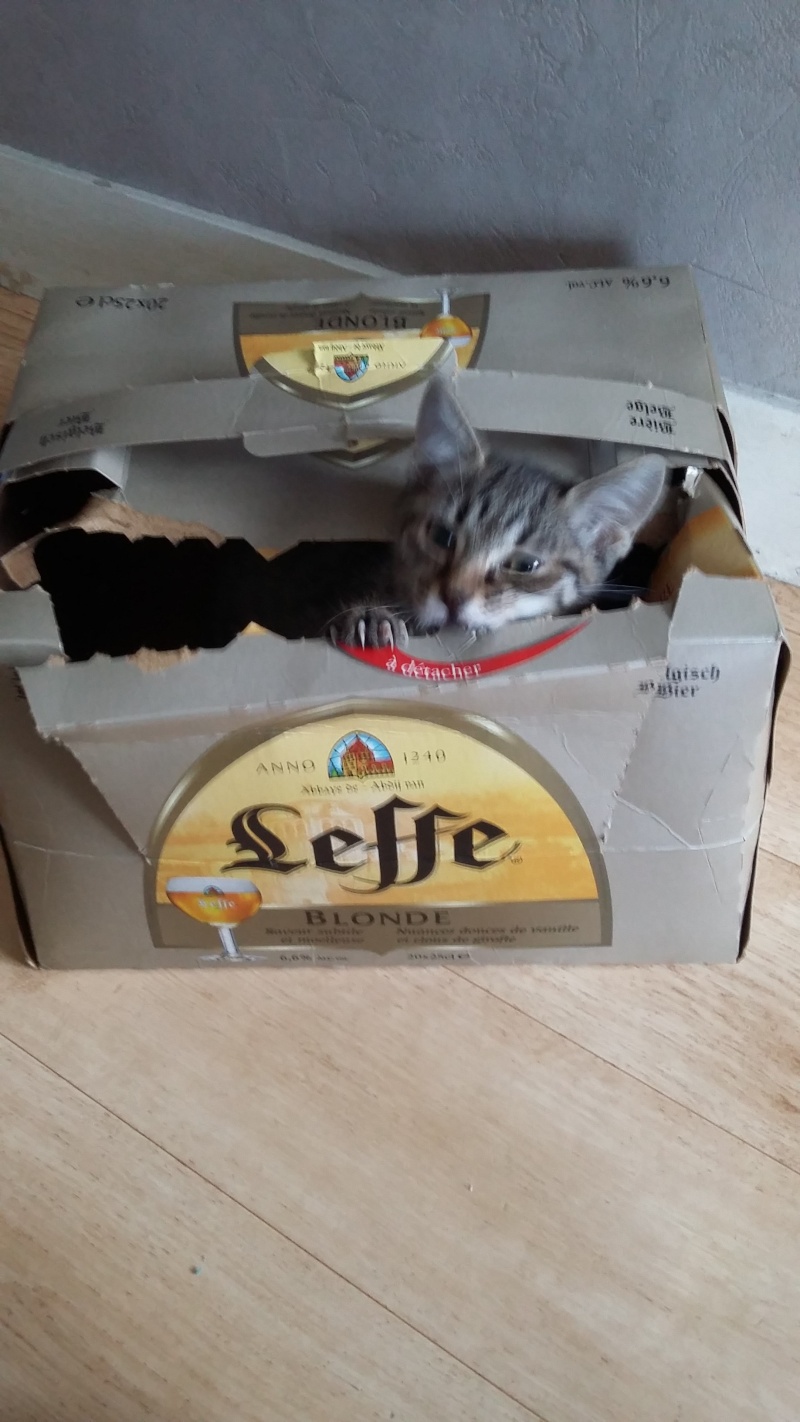 LIPTON (Kilchii) et LEFFE (Goobee) - Page 2 20150414