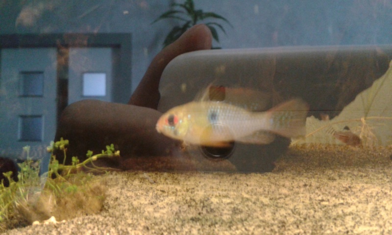 Projet, aquarium 300 Litres - Page 11 20150412