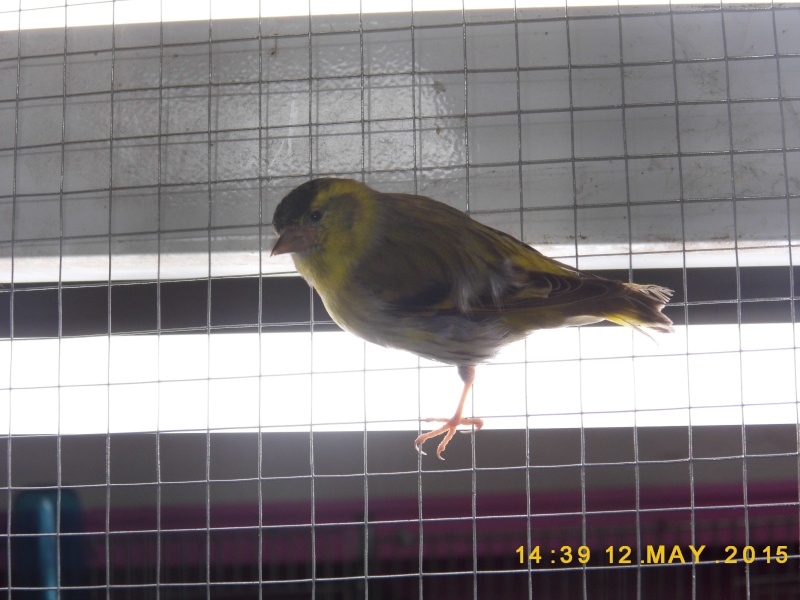 mes  oiseaux!!!!!!! P1020013