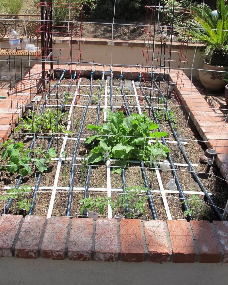 MomVet - My first Square Foot Garden Img_1115