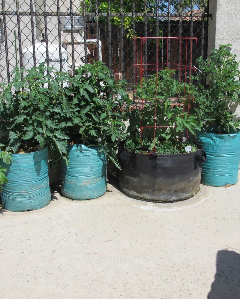 Grow Bags Img_1430