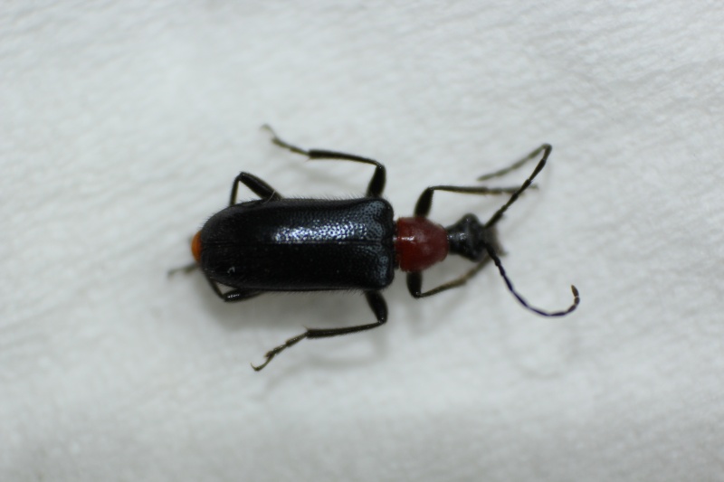 Cerambycidae Img_4110