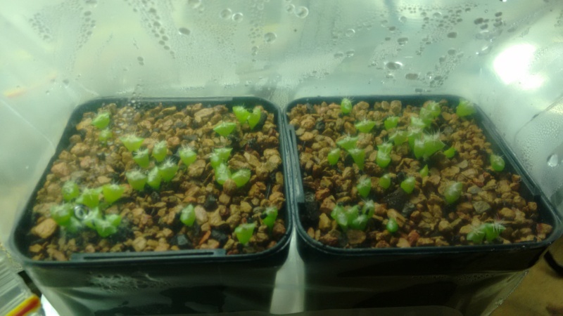 My Seedlings Img_2016