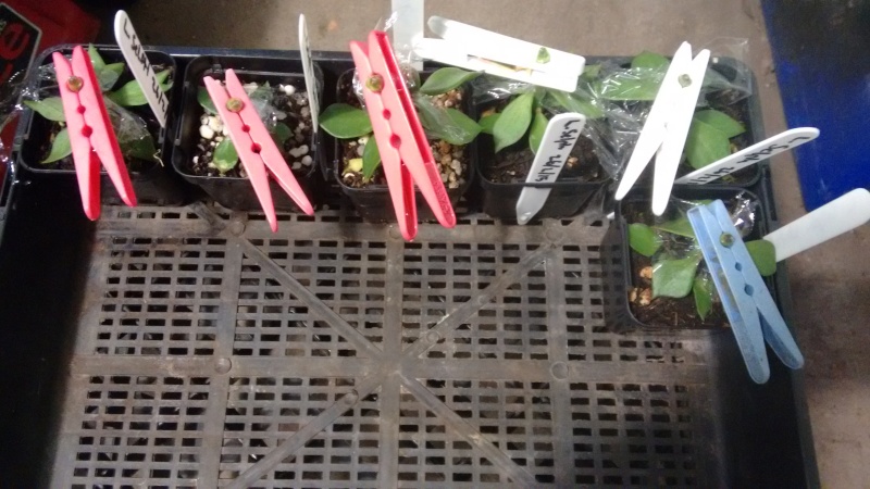 My Seedlings Img_2024