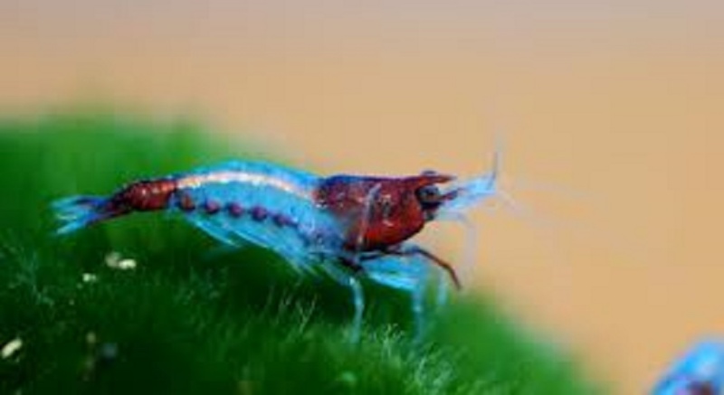les crevettes rili : peine de couleurs!!! neocaridina heteropoda et ses mutations. Images13