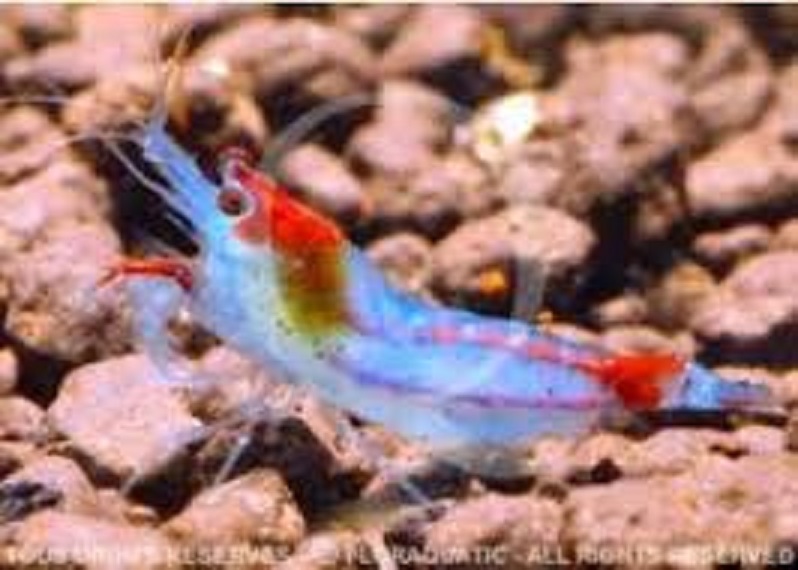 les crevettes rili : peine de couleurs!!! neocaridina heteropoda et ses mutations. Images14