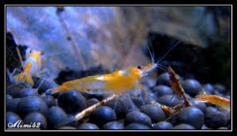 les crevettes rili : peine de couleurs!!! neocaridina heteropoda et ses mutations. Images16