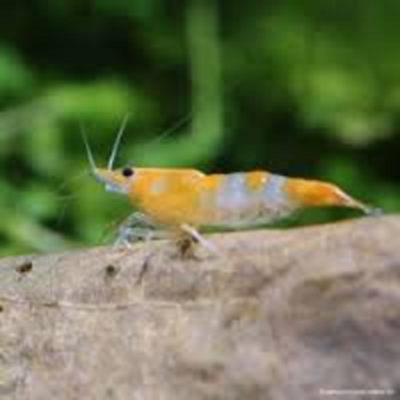 les crevettes rili : peine de couleurs!!! neocaridina heteropoda et ses mutations. Images18
