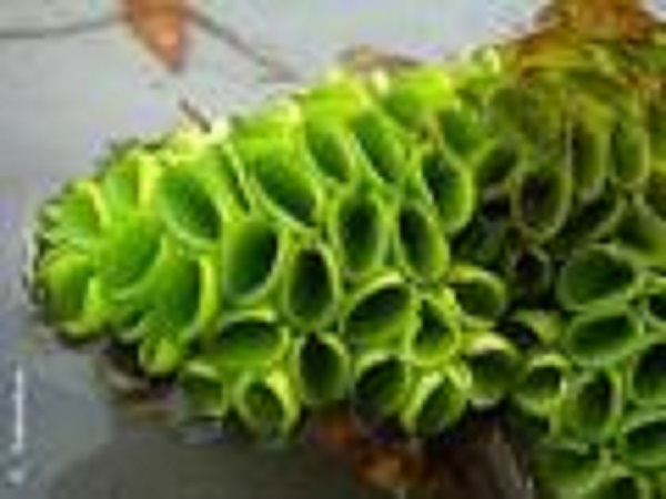 une plante flottante : salvinia cucullata ou salvinia capuchon Images25