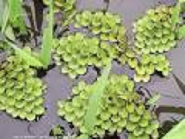 une plante flottante : salvinia cucullata ou salvinia capuchon Images26
