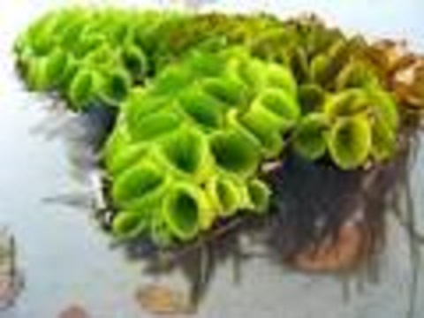 une plante flottante : salvinia cucullata ou salvinia capuchon Images28