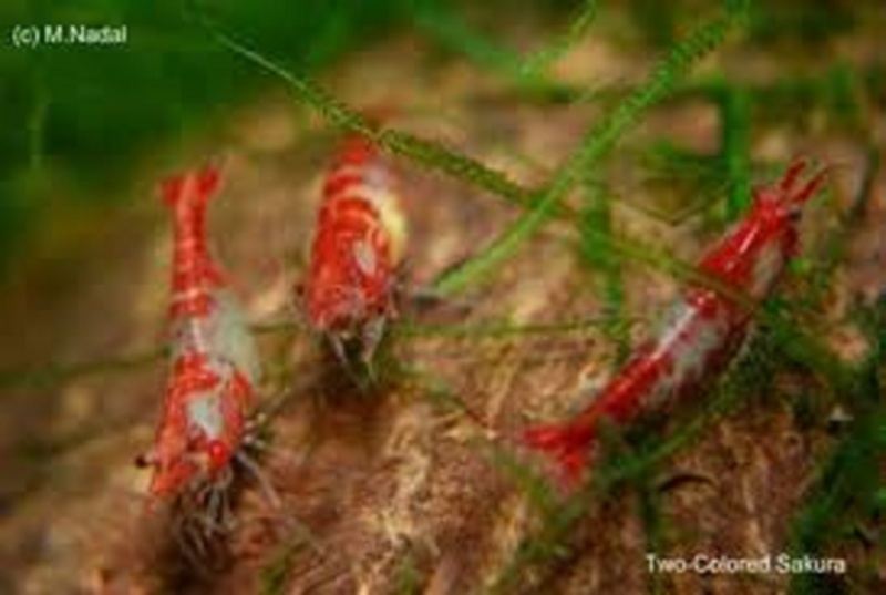 les crevettes rili : peine de couleurs!!! neocaridina heteropoda et ses mutations. Tylych14