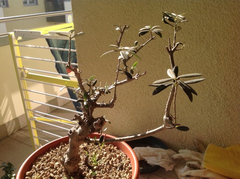 Prebonsai olivo Image16