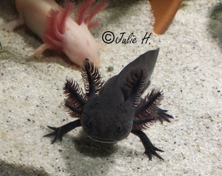 110L Axolotls Photos15