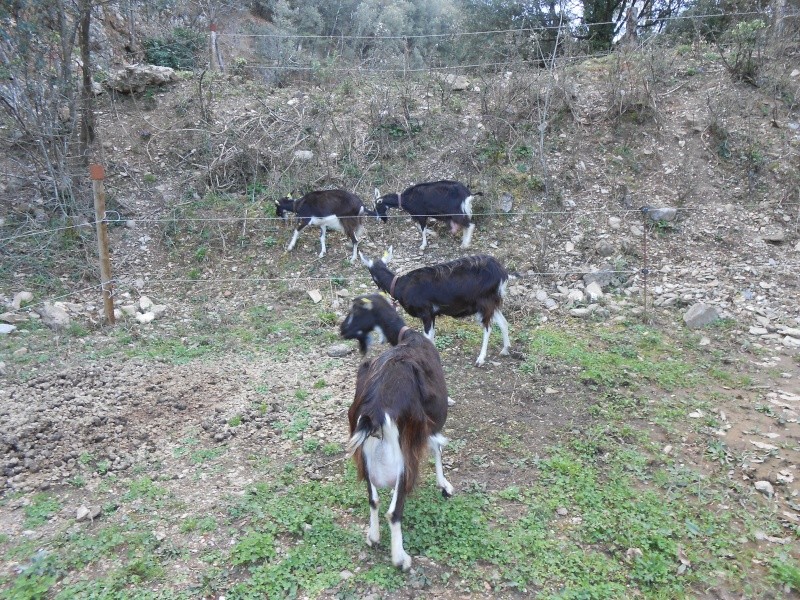 Les chèvres M-C de Lapra Chevre10