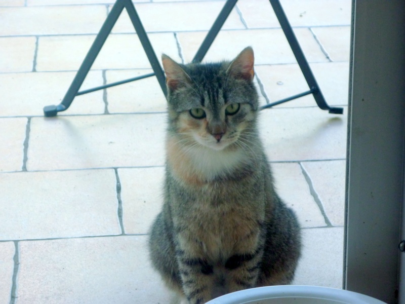 La Belette, jolie chatte tigrée trico pastel, née en 2013 P1080111