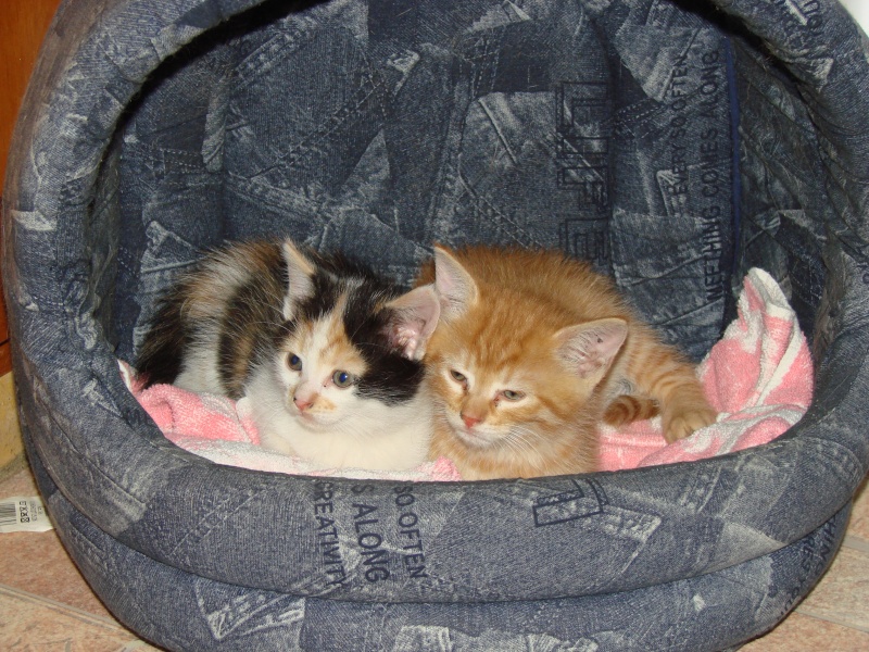Mes Petits Amours Dsc03310