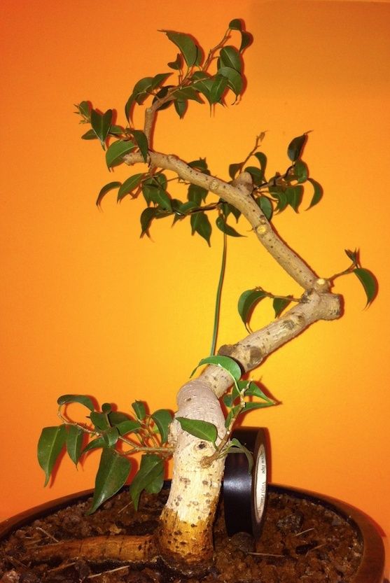 Ficus salvato.... come lo imposto? Ficus410