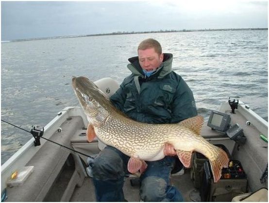 brochet - Pêche du Brochet en Biélorussie  Broche10