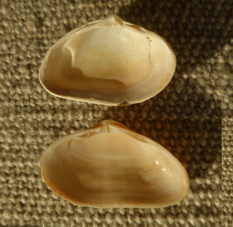 Spisula subtruncata (da Costa, 1778) Mactri11