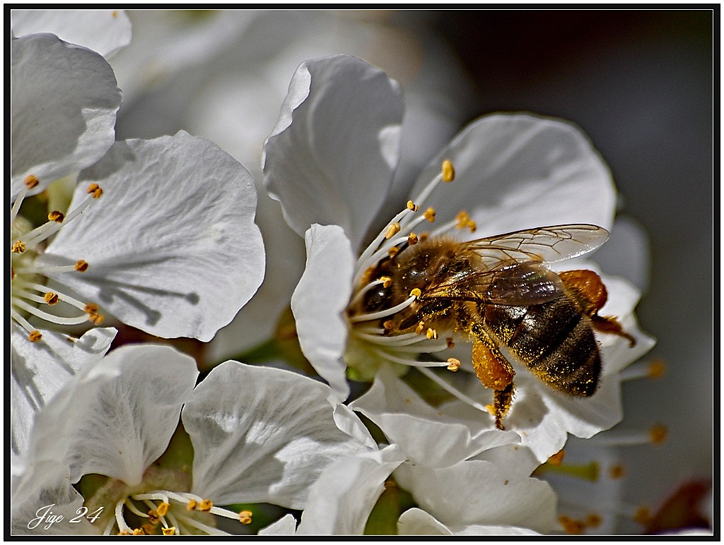 Dans les cerisiers en fleurs 313