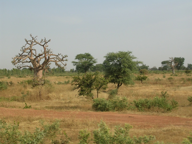 Un petit tour en Afrique Dscn3310