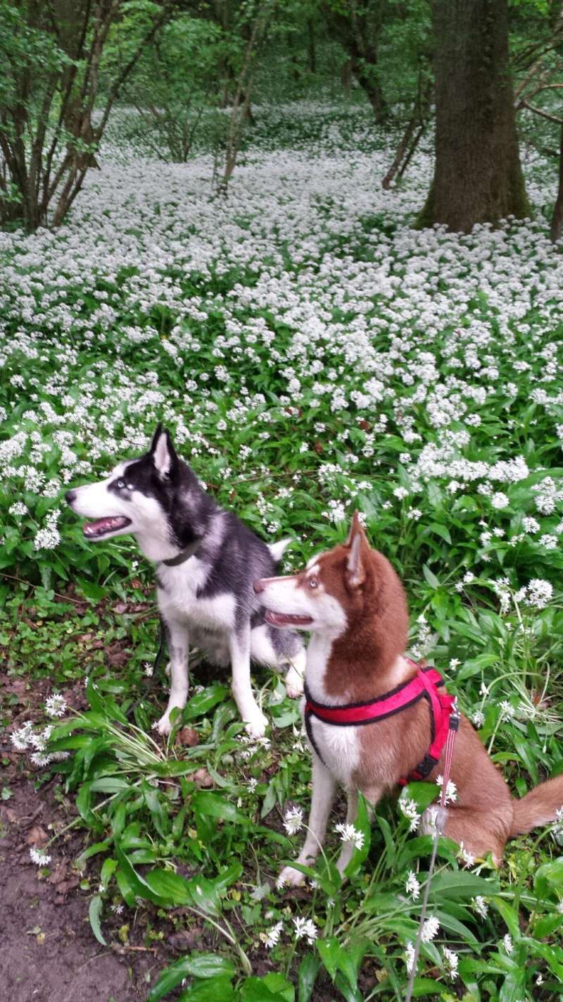 Max, Husky,noir et blanc 02/2014 très beau REFU91 ADOPTE 20150510