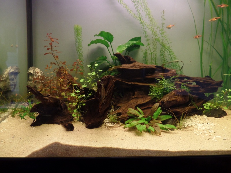 nouveau bac asiatique Aquatlantis 180 litres Sam_0414