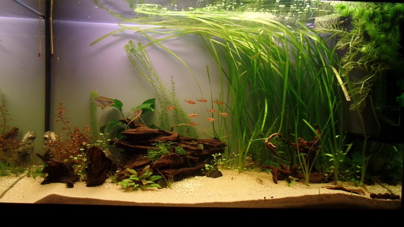 nouveau bac asiatique Aquatlantis 180 litres Sam_0418
