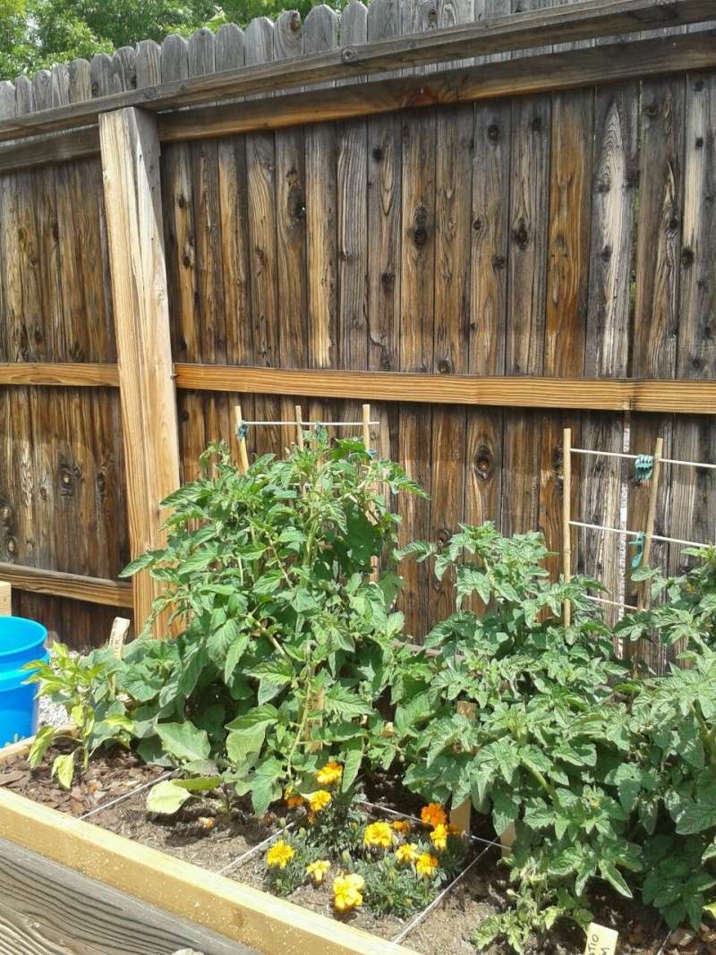 Prune tomatoes or move neighbors? Garden14