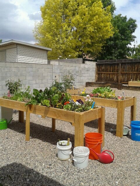 My SFG 5-14-15, Kingman, AZ Garden21