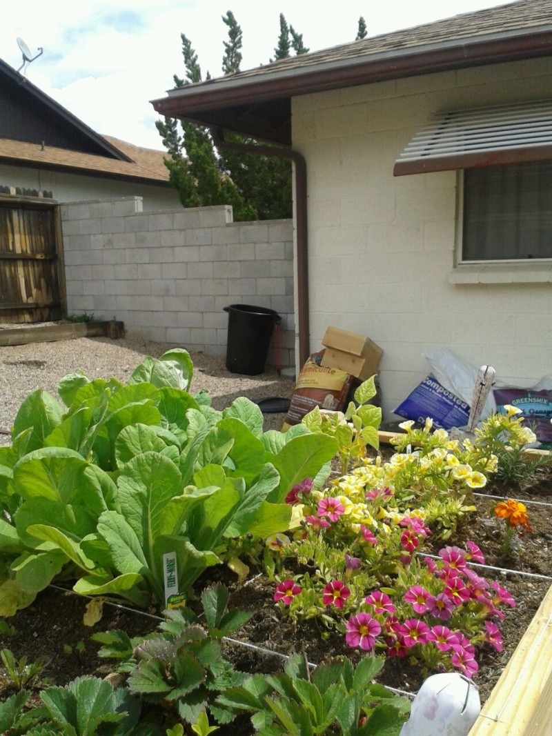 My SFG 5-14-15, Kingman, AZ Garden23