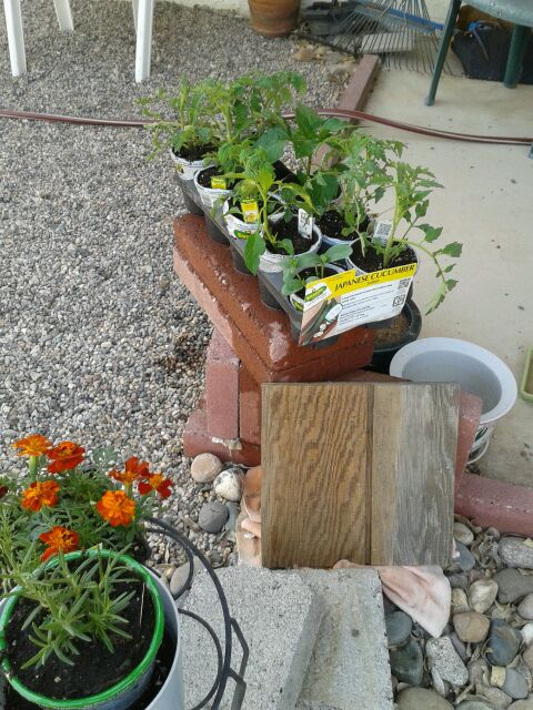 Home Depot Spring Black Friday Sale - $2.00 starter plants Newpur13