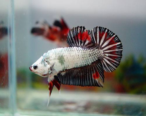 Bettas du net asiatique en vente (marbré, koi). 10356610