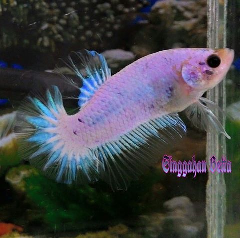 Bettas du net asiatique en vente (marbré, koi). 10984110